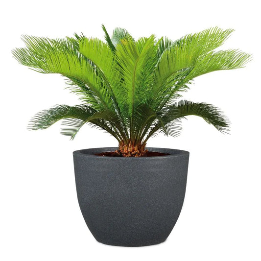 Plant pot / planter Firenze